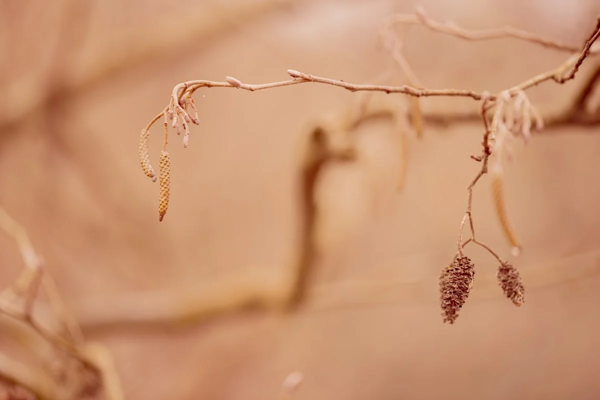 a close up of a tree branch with small leaves