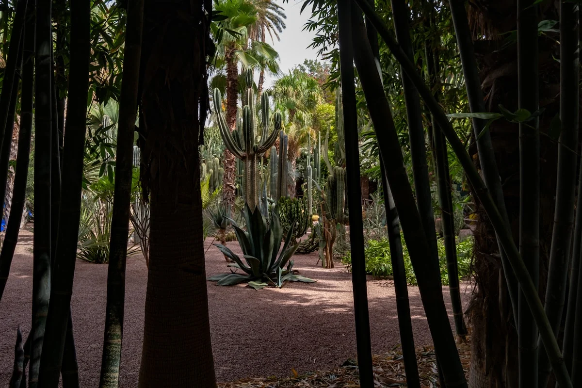 Exotic garden with palm trees and cacti.