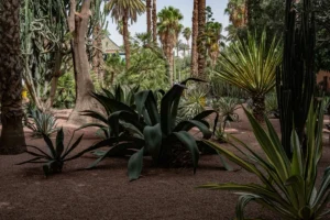 Lush desert garden with various cacti and palm trees.