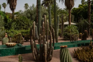 Tall cacti and lush greenery in a botanical garden.